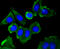 Caveolin 1 antibody, 13-796, ProSci, Immunofluorescence image 