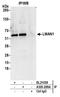 Lectin, Mannose Binding 1 antibody, A305-289A, Bethyl Labs, Immunoprecipitation image 