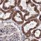 G Elongation Factor Mitochondrial 1 antibody, PA5-57049, Invitrogen Antibodies, Immunohistochemistry frozen image 