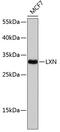 Latexin antibody, 23-749, ProSci, Western Blot image 
