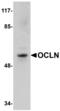 Occludin antibody, MBS150725, MyBioSource, Western Blot image 