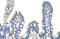 Solute Carrier Family 22 Member 1 antibody, 29-609, ProSci, Western Blot image 