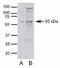 Occludin antibody, 42-2400, Invitrogen Antibodies, Western Blot image 