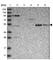 Sterile Alpha Motif Domain Containing 3 antibody, HPA028993, Atlas Antibodies, Western Blot image 