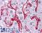 Fc Fragment Of IgG Receptor IIb antibody, LS-B4450, Lifespan Biosciences, Immunohistochemistry frozen image 
