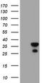 Regulator of G-protein signaling 16 antibody, TA504033S, Origene, Western Blot image 