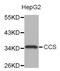Copper Chaperone For Superoxide Dismutase antibody, abx005218, Abbexa, Western Blot image 