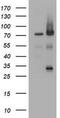 Receptor-interacting serine/threonine-protein kinase 1 antibody, TA800307, Origene, Western Blot image 