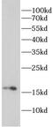 Ras Homolog, MTORC1 Binding antibody, FNab10357, FineTest, Western Blot image 