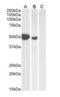 FOXP3 antibody, orb18370, Biorbyt, Western Blot image 