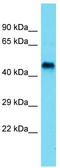 Selenoprotein I antibody, TA342061, Origene, Western Blot image 