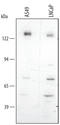 NACHT, LRR and PYD domains-containing protein 2 antibody, AF4684, R&D Systems, Western Blot image 