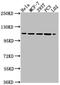 Exportin-2 antibody, CSB-PA006042LA01HU, Cusabio, Western Blot image 