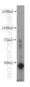 MF1 antibody, 14768-1-AP, Proteintech Group, Western Blot image 