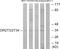 Olfactory Receptor Family 2 Subfamily T Member 3 antibody, GTX87968, GeneTex, Western Blot image 