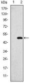 DLG Associated Protein 1 antibody, AM06651SU-N, Origene, Western Blot image 