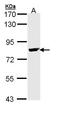 Bruton Tyrosine Kinase antibody, LS-B4855, Lifespan Biosciences, Western Blot image 