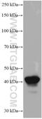 HLA class I histocompatibility antigen, alpha chain F antibody, 66819-1-Ig, Proteintech Group, Western Blot image 