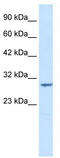 Chloride Intracellular Channel 2 antibody, TA338519, Origene, Western Blot image 