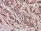 PYD And CARD Domain Containing antibody, A00362-1, Boster Biological Technology, Immunohistochemistry frozen image 