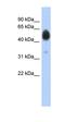 Lactate Dehydrogenase C antibody, orb330715, Biorbyt, Western Blot image 