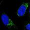 Paired box protein Pax-9 antibody, NBP1-89481, Novus Biologicals, Immunofluorescence image 