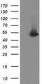 Syntrophin Alpha 1 antibody, CF502045, Origene, Western Blot image 