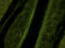 Syncytin-1 antibody, orb103562, Biorbyt, Immunofluorescence image 