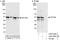 p50 dynamitin antibody, A303-489A, Bethyl Labs, Immunoprecipitation image 