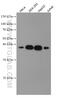 Syntaxin 16 antibody, 66775-1-Ig, Proteintech Group, Western Blot image 