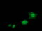 STAT5A antibody, TA502738, Origene, Immunofluorescence image 