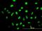 High mobility group protein B2 antibody, orb89624, Biorbyt, Immunocytochemistry image 