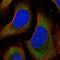 Ribosomal Protein S7 antibody, NBP2-33793, Novus Biologicals, Immunofluorescence image 