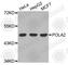 DNA Polymerase Alpha 2, Accessory Subunit antibody, A3400, ABclonal Technology, Western Blot image 