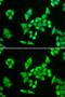 Adenylosuccinate lyase antibody, GTX30029, GeneTex, Immunofluorescence image 