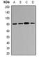 Sftpa antibody, orb376623, Biorbyt, Western Blot image 
