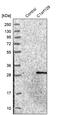 Chromosome 1 Open Reading Frame 109 antibody, PA5-55515, Invitrogen Antibodies, Western Blot image 