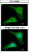 Phosducin-like protein antibody, GTX107089, GeneTex, Immunofluorescence image 