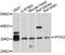 Pituitary homeobox 3 antibody, abx126368, Abbexa, Western Blot image 
