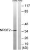 Nuclear Receptor Binding Factor 2 antibody, TA315406, Origene, Western Blot image 