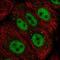 Zinc Finger GATA Like Protein 1 antibody, NBP2-13548, Novus Biologicals, Immunofluorescence image 