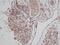 Transforming Growth Factor Alpha antibody, AHP284G, Bio-Rad (formerly AbD Serotec) , Western Blot image 