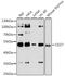 CD27 Molecule antibody, MBS127294, MyBioSource, Western Blot image 