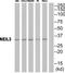 Nei Like DNA Glycosylase 3 antibody, TA315577, Origene, Western Blot image 