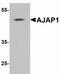 Adherens Junctions Associated Protein 1 antibody, NBP2-81800, Novus Biologicals, Western Blot image 