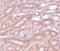 Ectoderm-neural cortex protein 1 antibody, PA5-20936, Invitrogen Antibodies, Immunohistochemistry frozen image 
