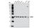 Receptor For Activated C Kinase 1 antibody, 4716S, Cell Signaling Technology, Western Blot image 