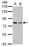 PR/SET Domain 4 antibody, NBP2-19926, Novus Biologicals, Western Blot image 