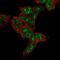 Family With Sequence Similarity 120C antibody, NBP2-13977, Novus Biologicals, Immunocytochemistry image 