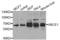 ATP Binding Cassette Subfamily E Member 1 antibody, LS-C409682, Lifespan Biosciences, Western Blot image 